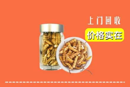 魏县回收散虫草