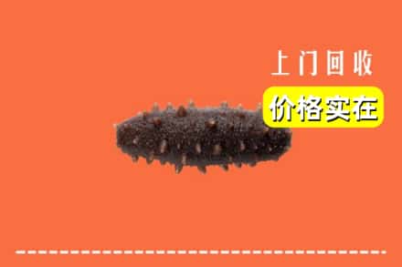 魏县回收海参